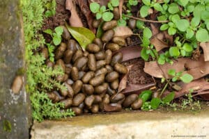 Capybara poo