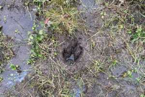 A capybara footprint in the mud