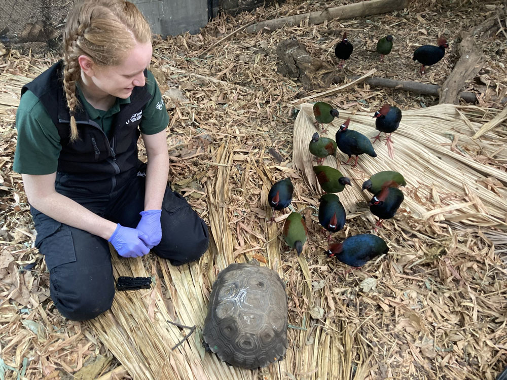Principal Zoo Veterinarian, Elysé Summerfield-Smith, checks Manouria tortoise while roul roul look on