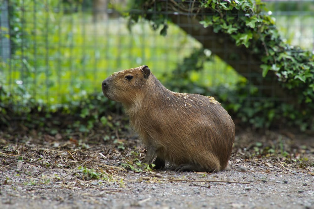 Tango the Capybara in her private habitat at Marwell Zoo