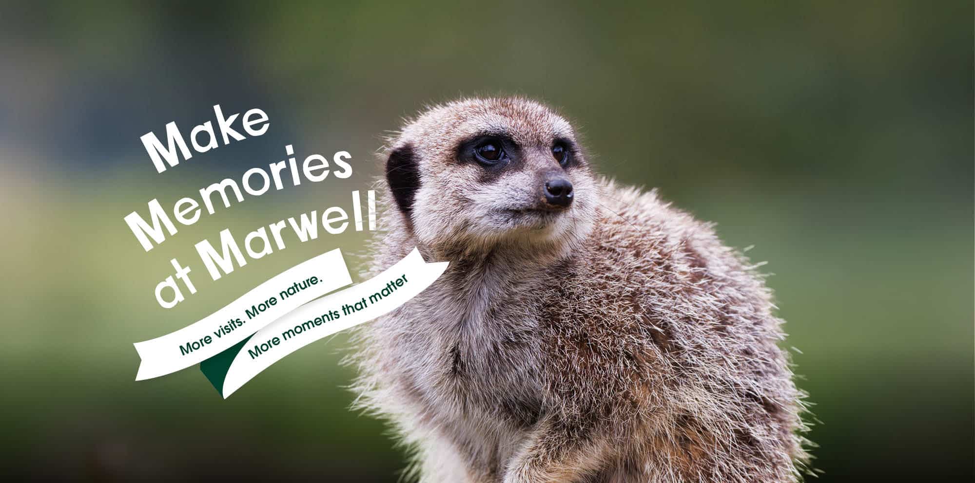 A meerkat with the wording 'Make Memories at Marwell. More visits. More nature. More moments that matter'