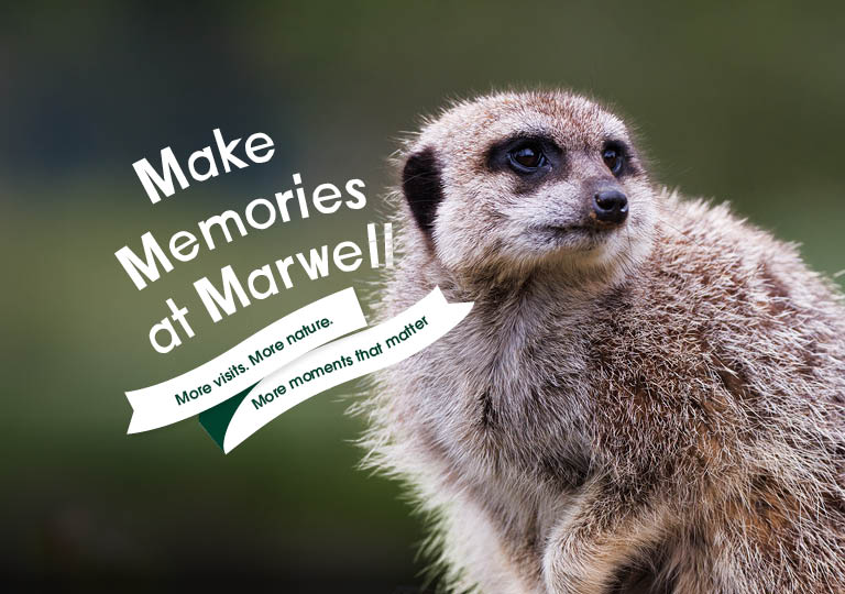 A meerkat with the wording 'Make Memories at Marwell. More visits. More nature. More moments that matter'