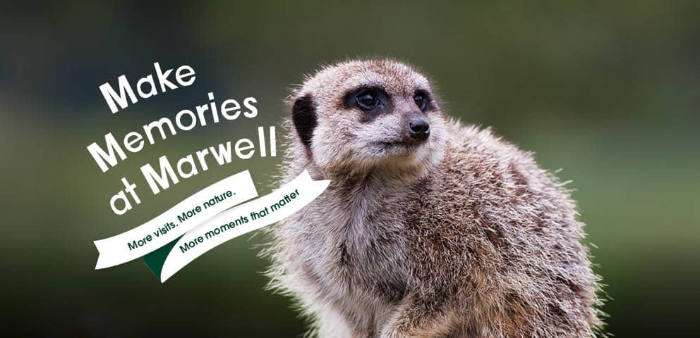A meerkat with the wording 'Make Memories at Marwell. More visits. More nature. More moments that matter'