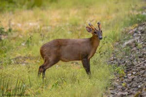 A muntjac deer