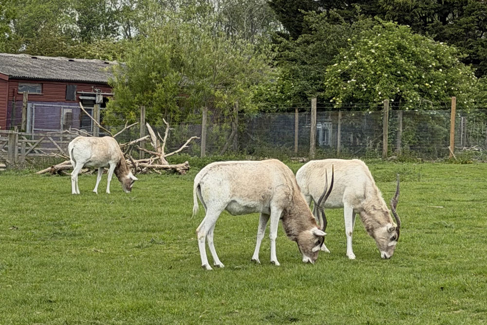 Addax grazing at Marwell Zoo