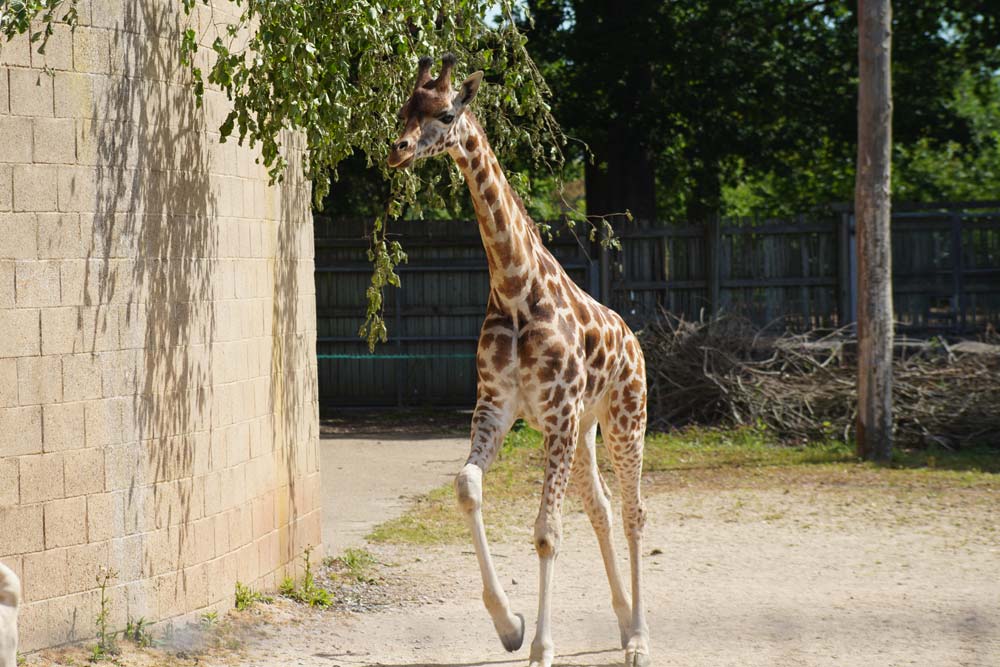 Two-year-old Rothschild giraffe Carry, exploring her new habitat at Marwell Zoo
