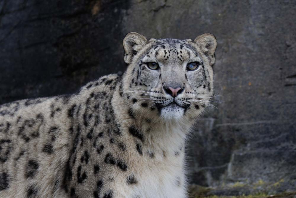 Zaya the snow leopard at Marwell Zoo
