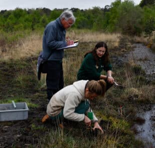 Planting Marsh clubmoss at Eelmoor Marsh