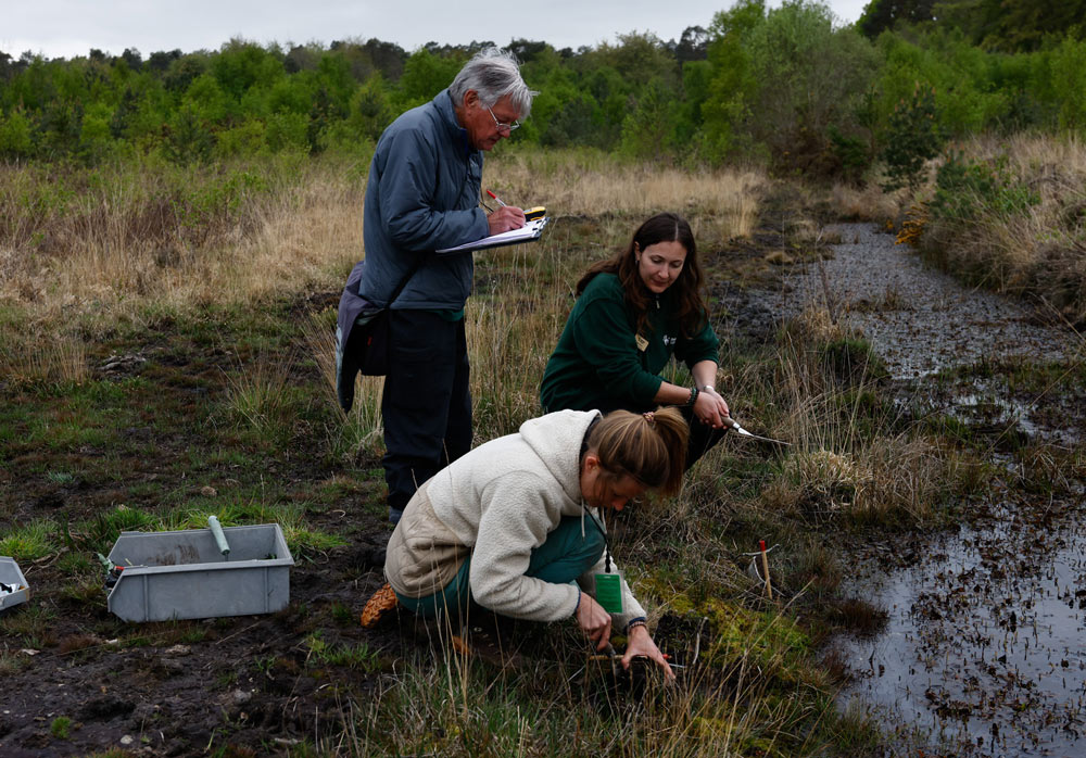 Planting Marsh clubmoss at Eelmoor Marsh