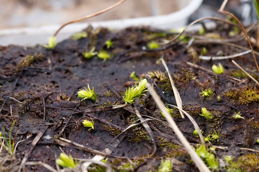 Close up of Marsh clubmoss
