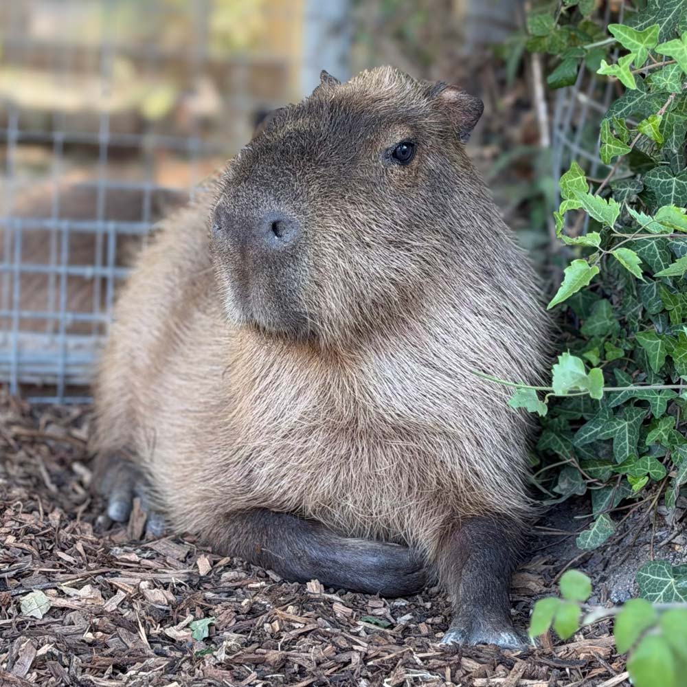 Ripple the capybara in his private habitat at Marwell Zoo. Credit Keeper Sophie Wythe
