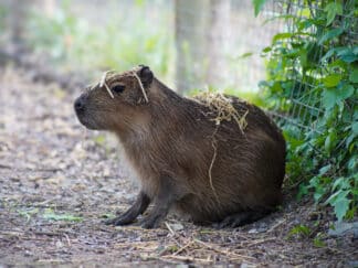 Tango the capybara at Marwell Zoo