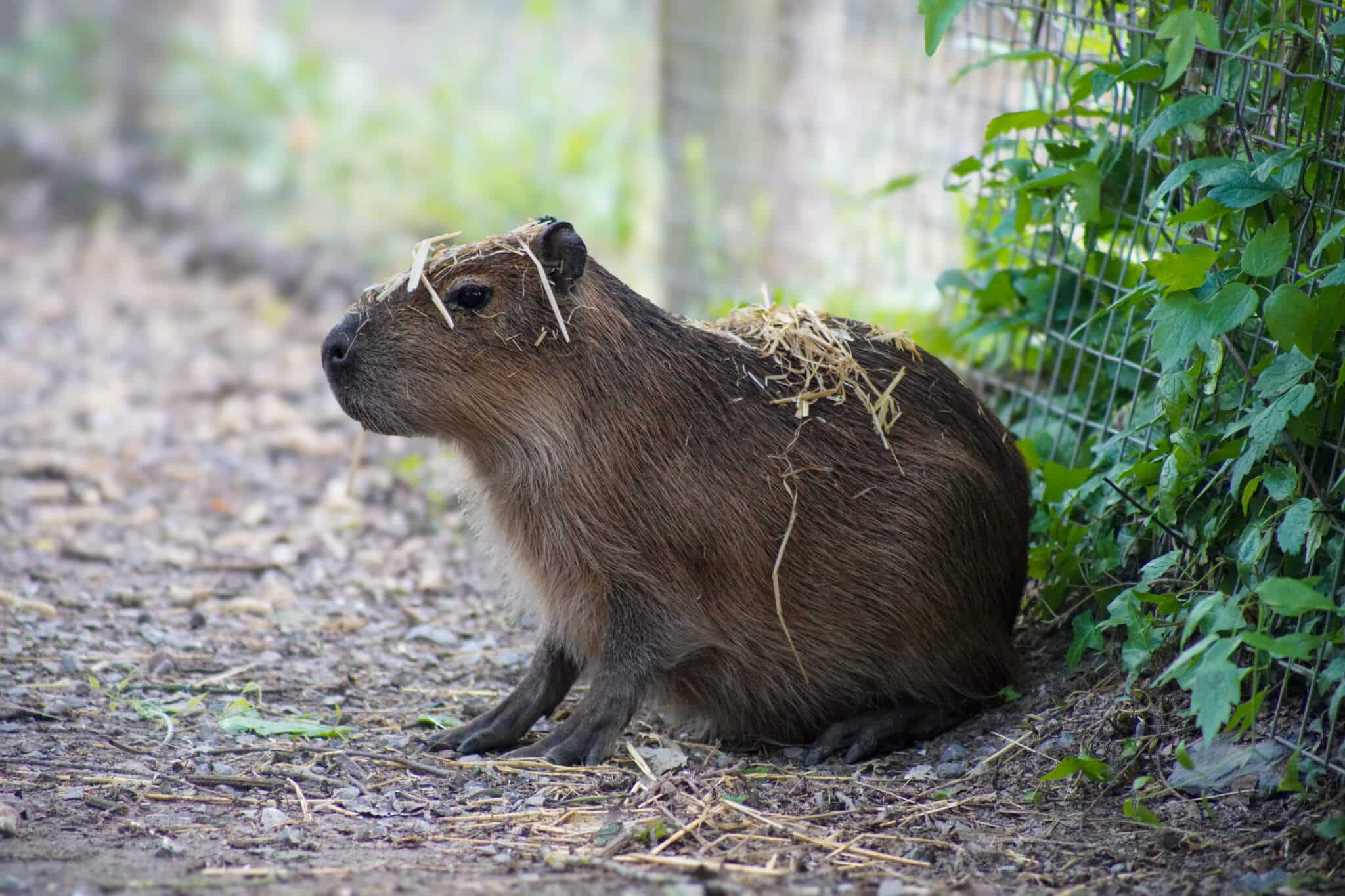 Tango the capybara at Marwell Zoo