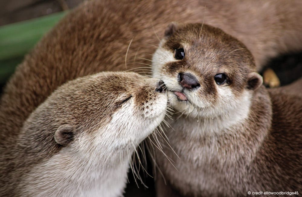 Two otters at Marwell Zoo