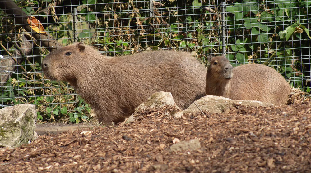 Capybaras Ripple and Tango explore their new habitat at Marwell Zoo
