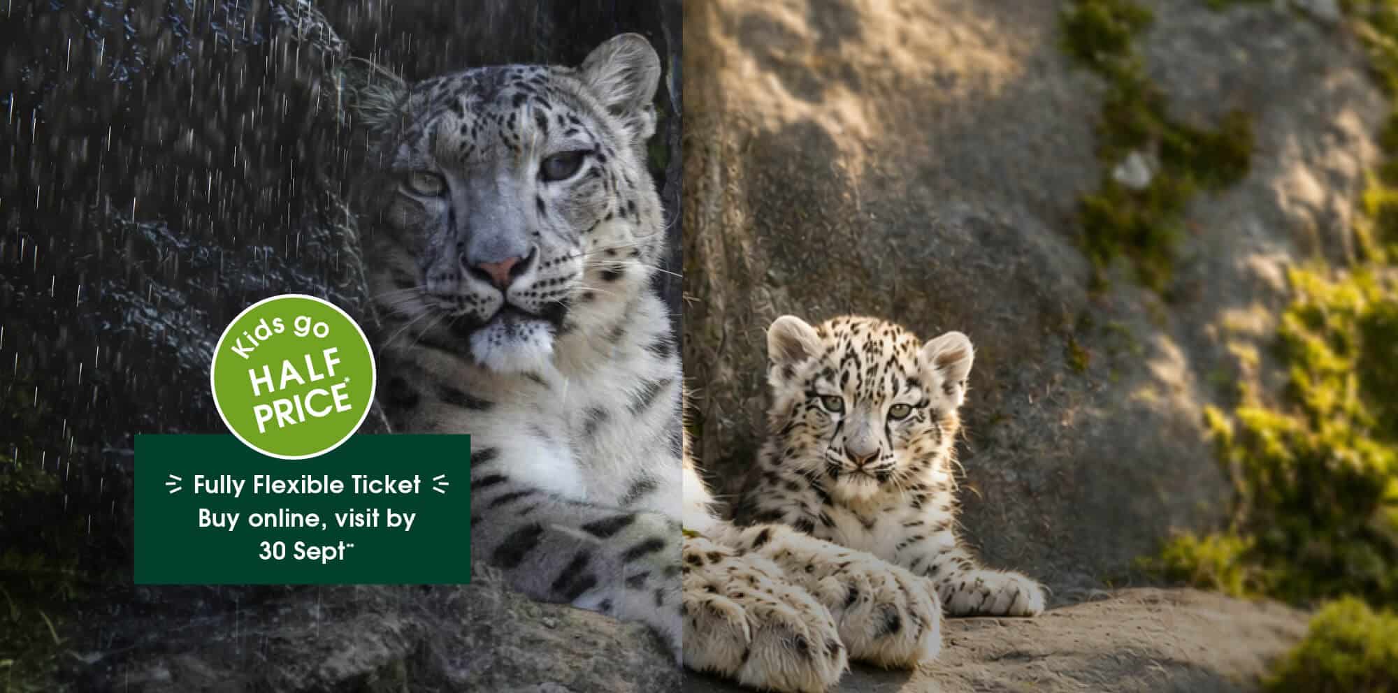 Summer's Sorted, Whatever the weather! Kids go half price, and enjoy a fully flexible ticket when you buy online and visit by 30 Sept 2026
