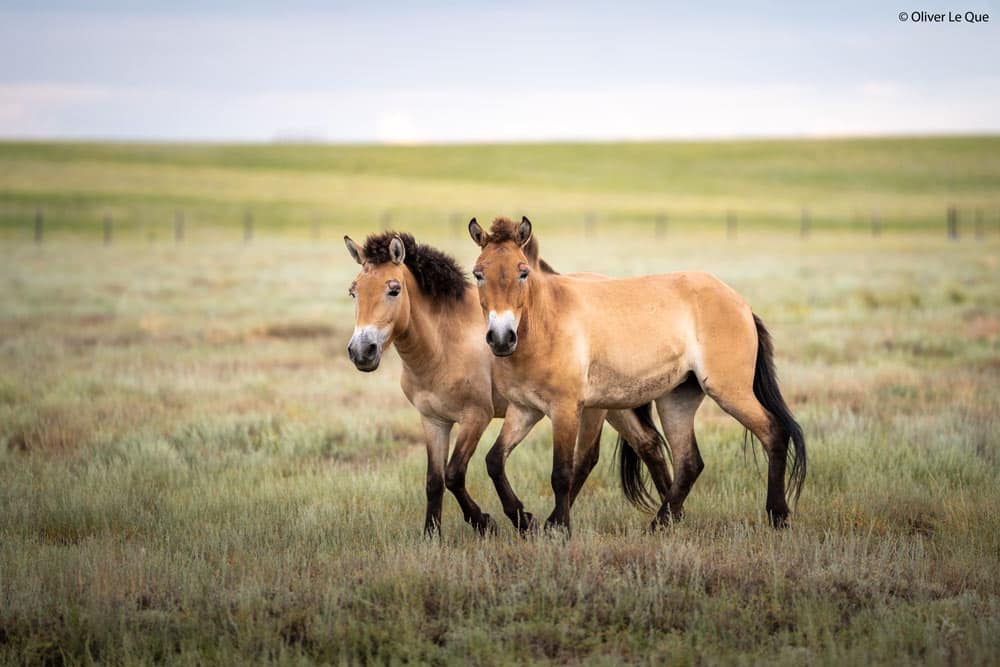 Shara and Togs, two female Przewalski’s horses born and raised at Marwell Zoo, in their native range in Kazakhstan