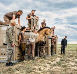 A female Przewalski’s horse bounds out of its transport as it returns to its native range in Kazakhstan