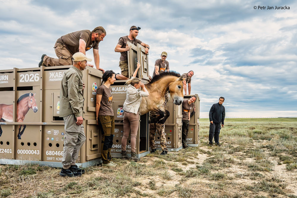 A female Przewalski’s horse bounds out of its transport as it returns to its native range in Kazakhstan