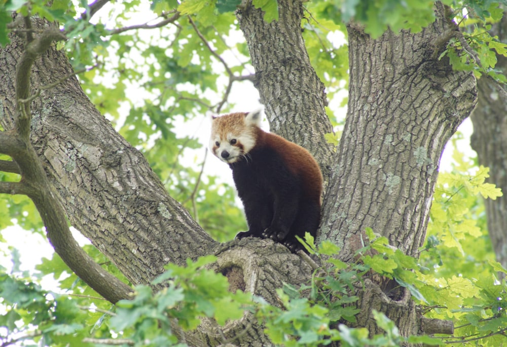 Red panda Tao in a tree in his habitat at Marwell Zoo