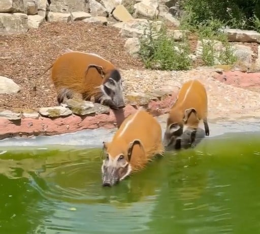 Three red river hogs explore their new habitat and pool at Marwell Zoo