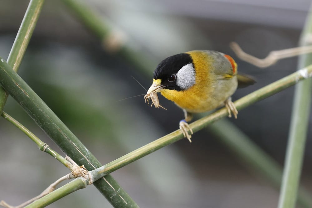 An adult silver eared mesia bird with a bug