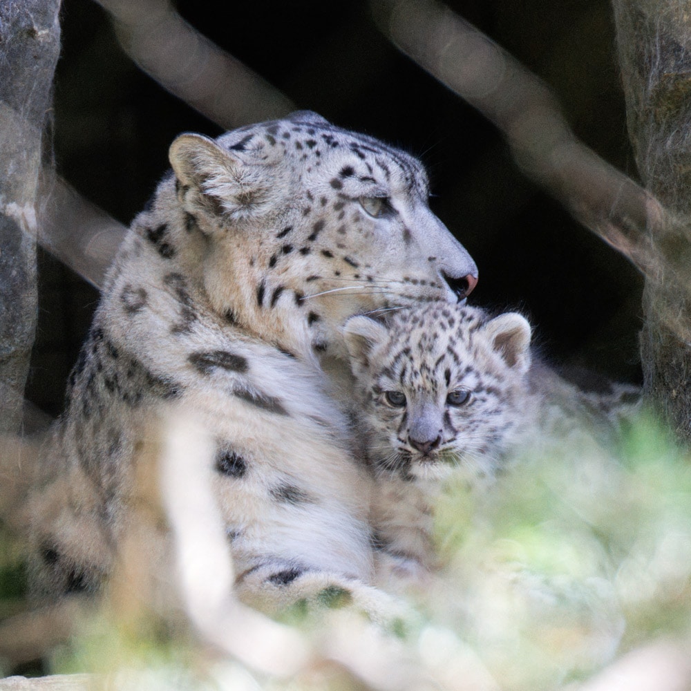 Snow leopard Zaya with one of her cubs at Marwell Zoo