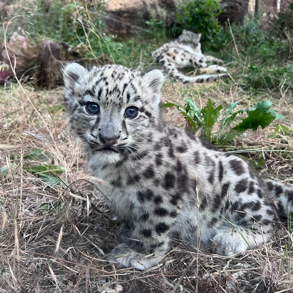 Snow leopard cub with mother Zaya at Marwell Zoo