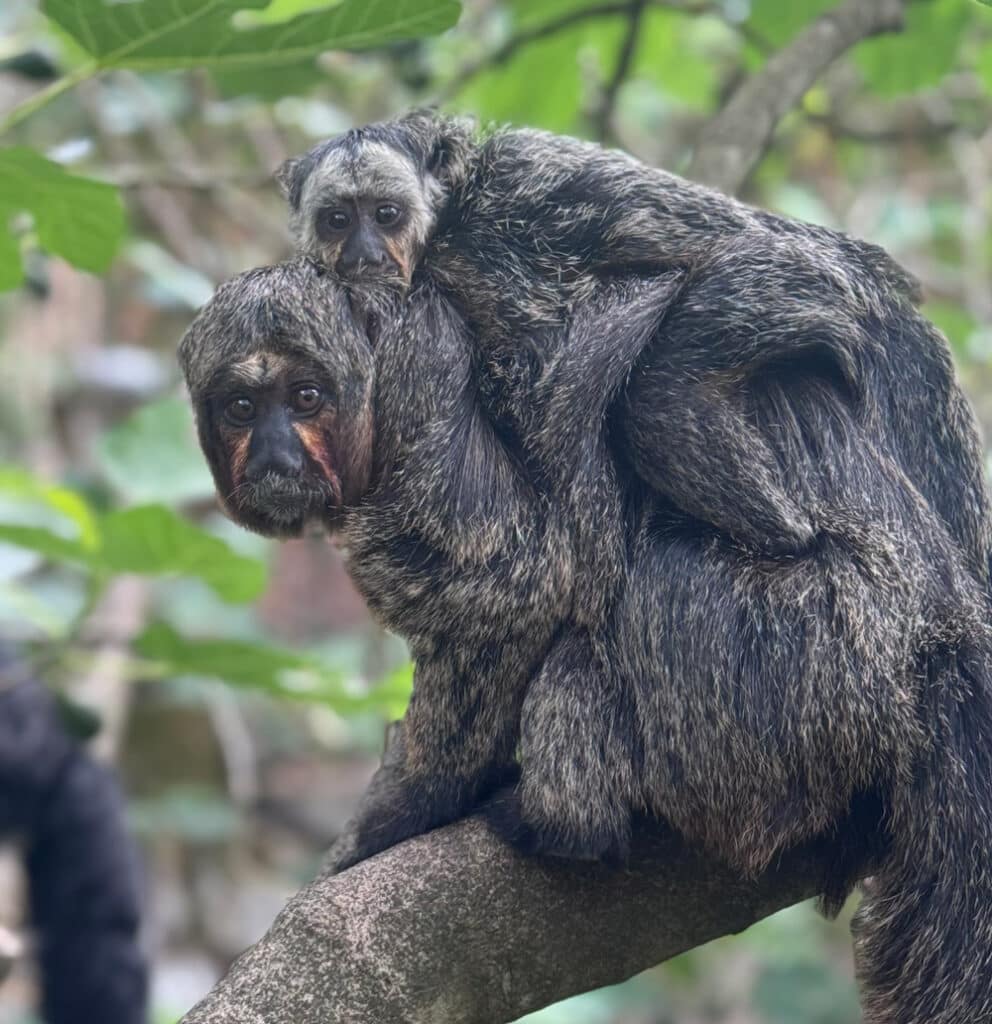 Manu the white faced saki monkey baby with his parent at Marwell Zoo