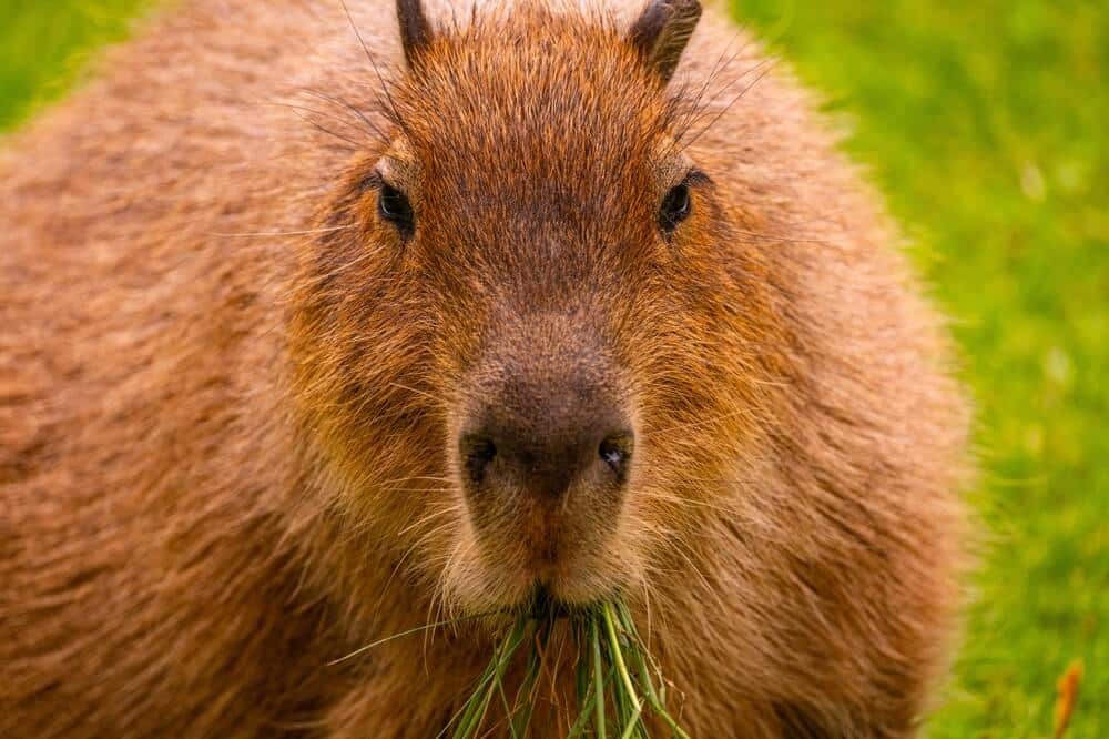 Capybara up close