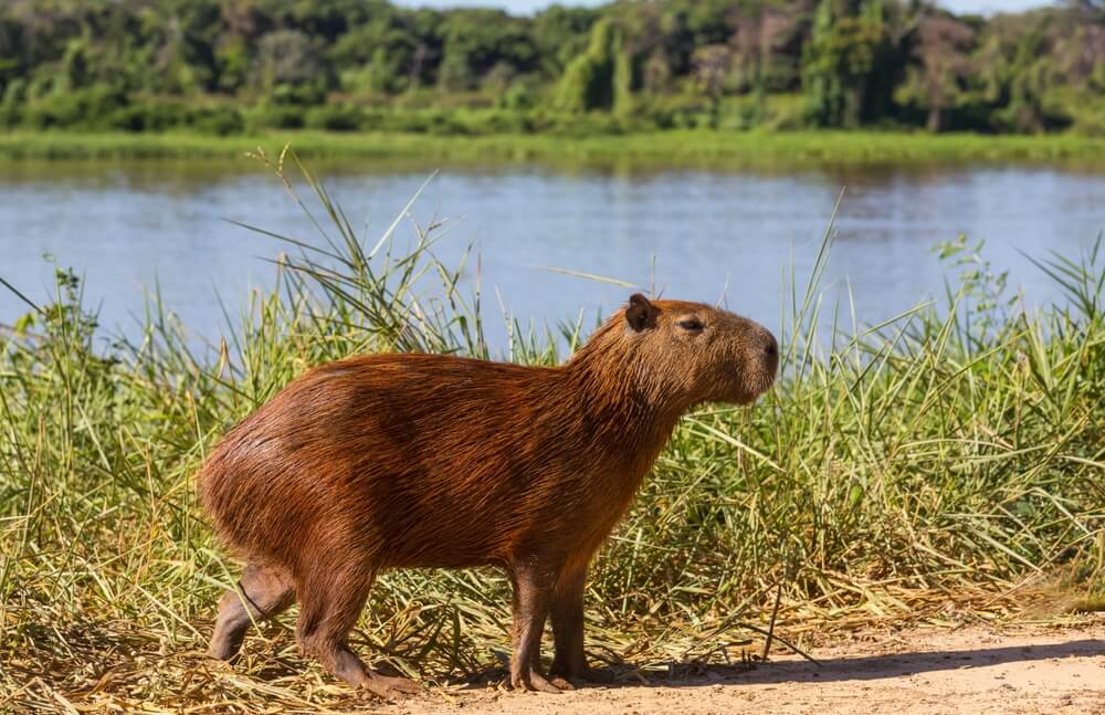 Capybara by water