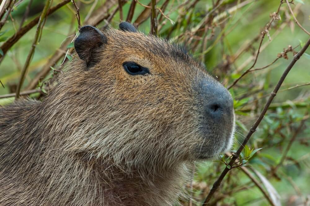 Capybara in bush