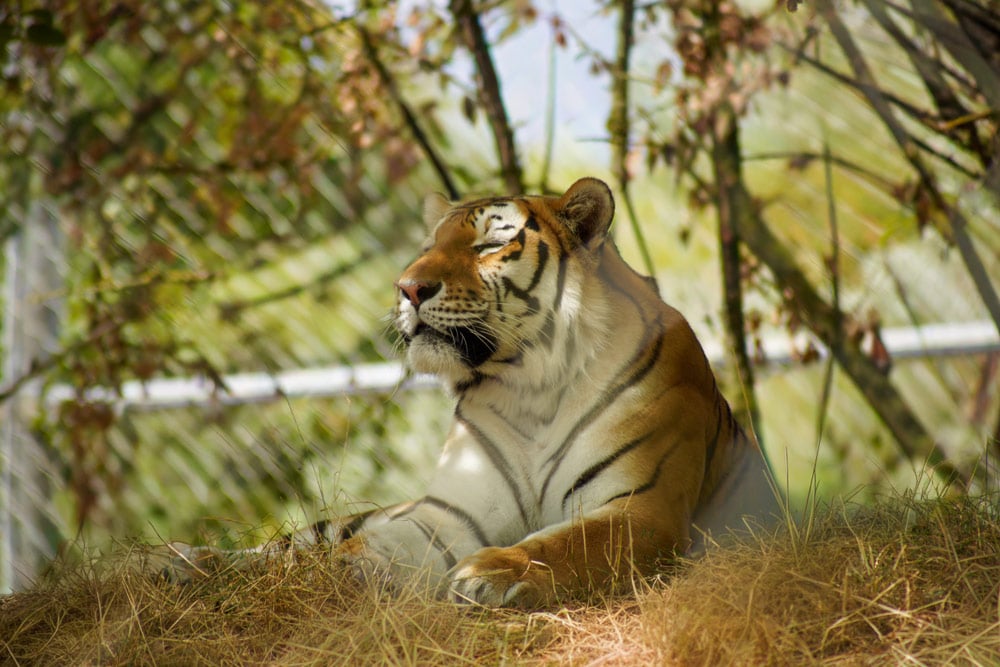 Luca the Amur tiger at Marwell Zoo