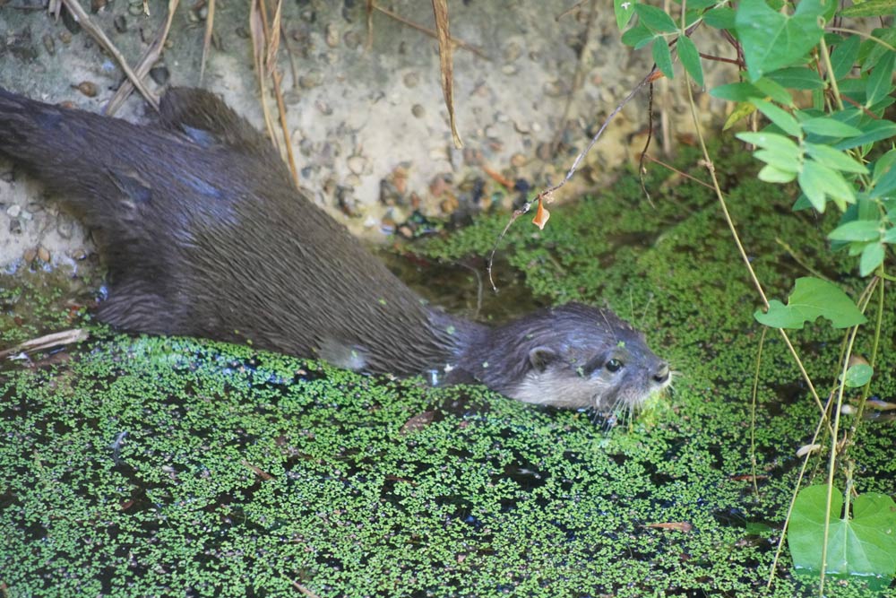 An Asian small-clawed otter swimming at Marwell Zoo