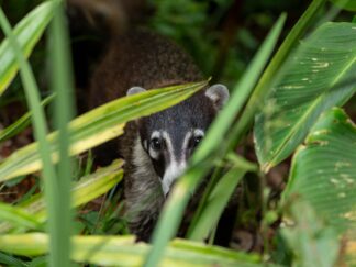 Coati sitting in bushes