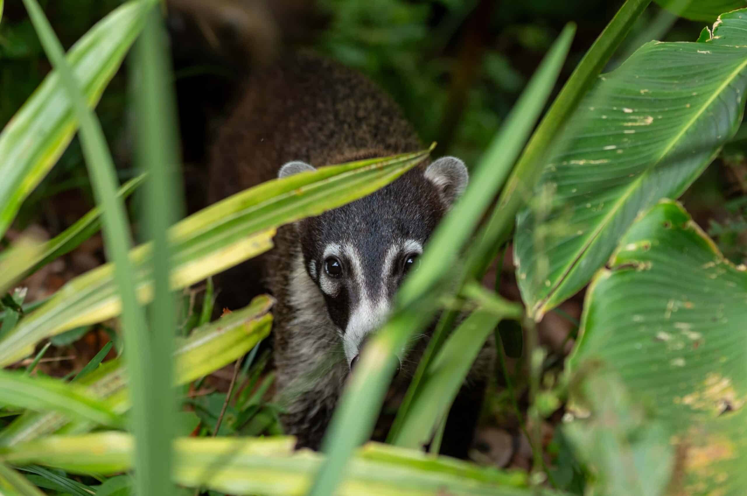 Coati sitting in bushes