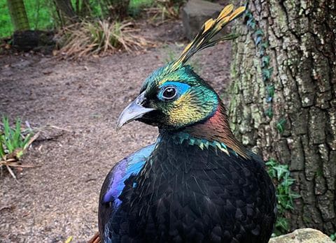 Bruce the Himalayan monal pheasant at Marwell Zoo