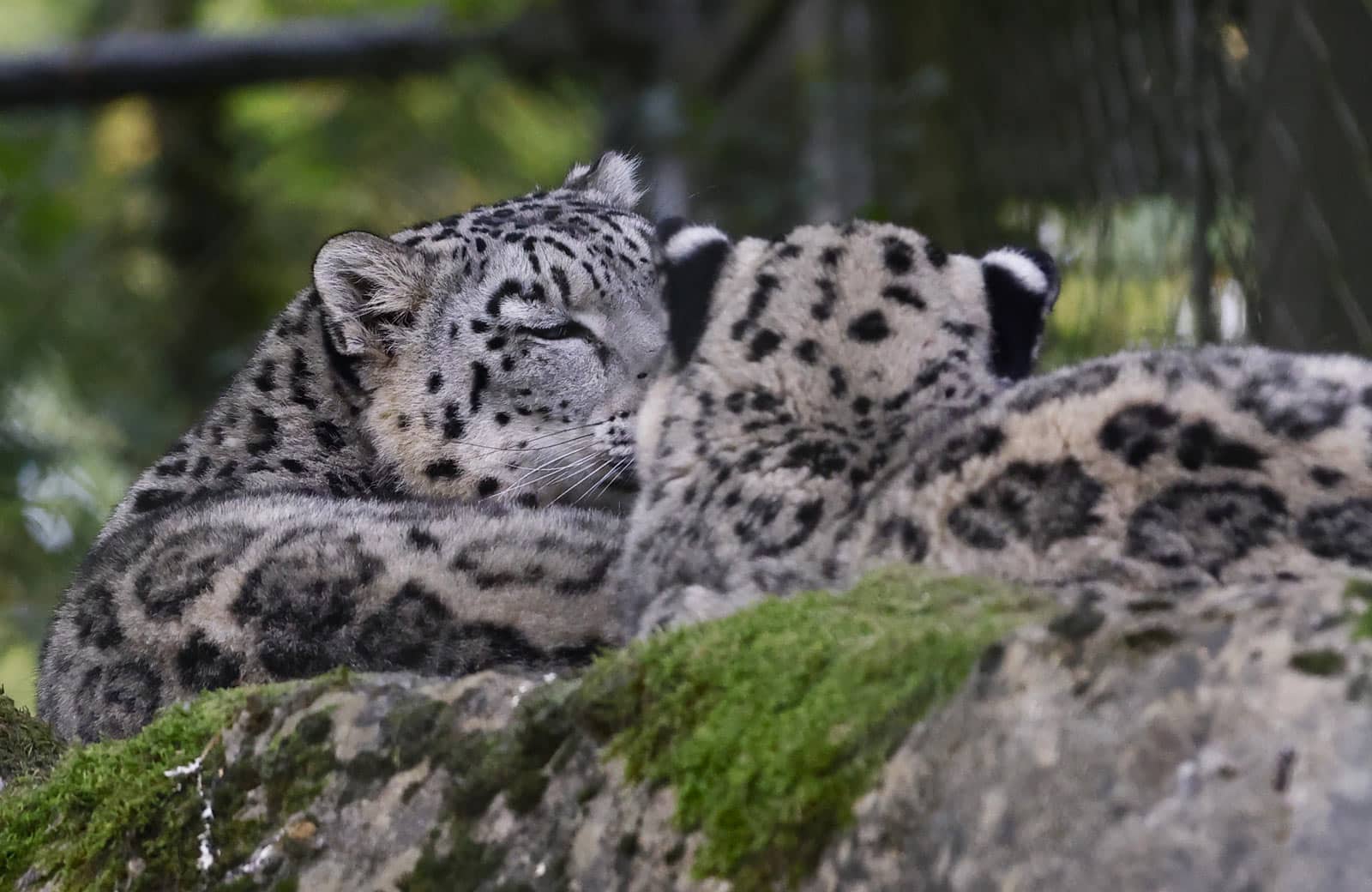 Snow leopards Warjun and Zaya at Marwell Zoo