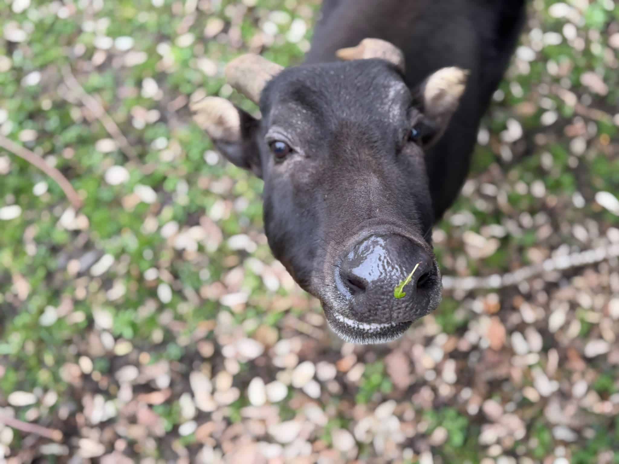 Action Indonesia Day, Meet Marwell's anoa and banteng