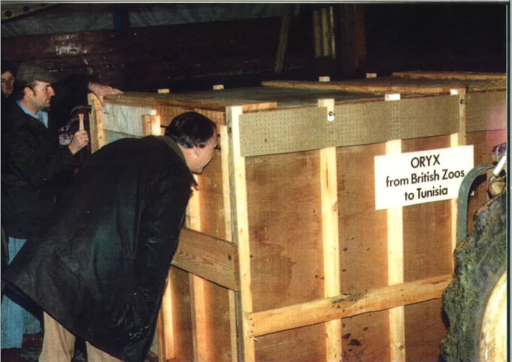 John Knowles inspecting oryx crate prior to transport from Marwell to Tunisia for release in 1985