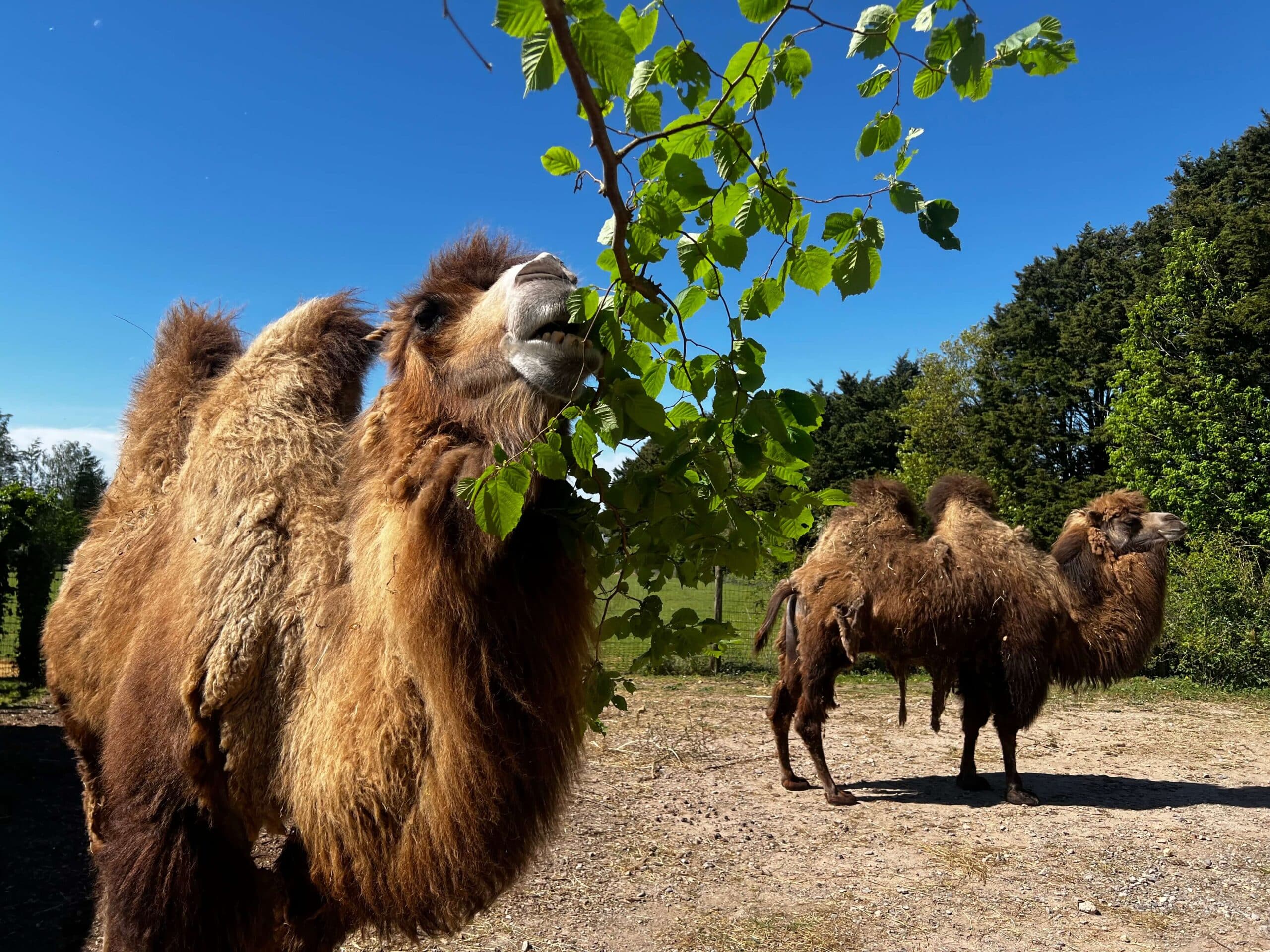 Domestic Bactrian camels at Marwell Zoo