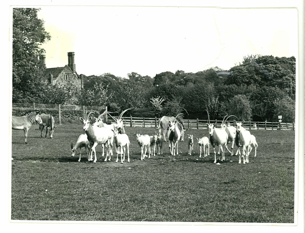 Original herd of scimitar-horned oryx at Marwell in 1972