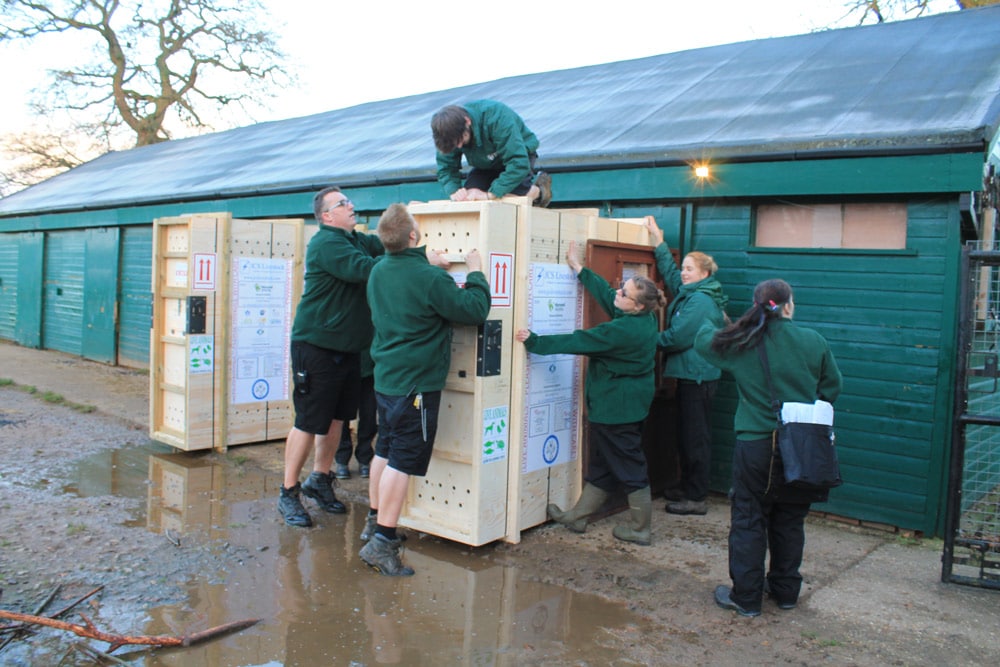 Oryx being crated at Marwell, December 2015