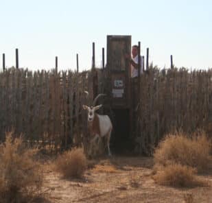 Oryx leaving crate in Dghoumes National Park 2007
