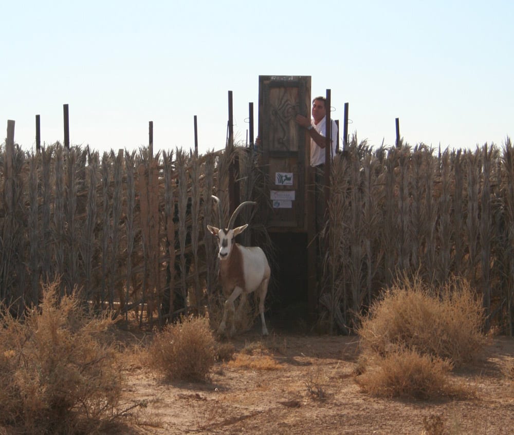 Oryx leaving crate in Dghoumes National Park 2007