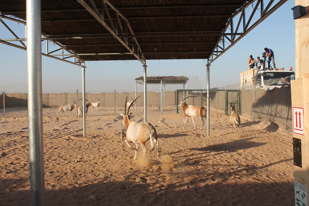 Oryx leaving crates to join the World Herd at Deleika, December 2015