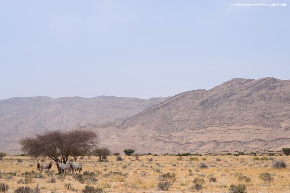 Wild SHO herd – Scimitar-horned oryx in Bou Hedma National Park, Tunisia, May 2025