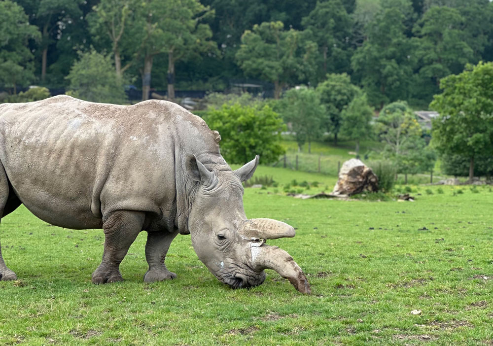Kiri the southern white rhino grazing at Marwell Zoo