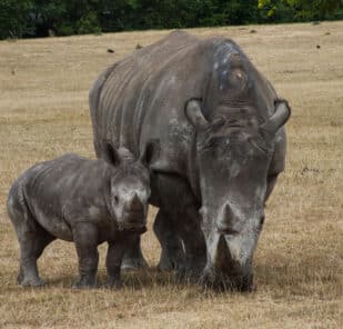 Amali the white rhino calf with her mother Zahra in the big field at Marwell Zoo for the first time