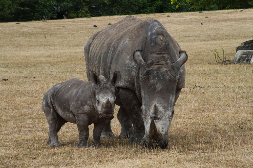 Amali the white rhino calf with her mother Zahra in the big field at Marwell Zoo for the first time